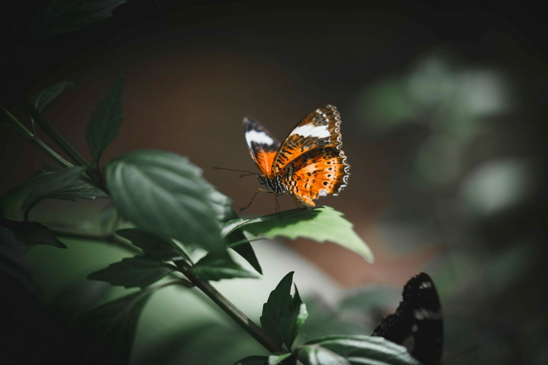 Resource Box Header Succession Planning & the Butterfly Effect